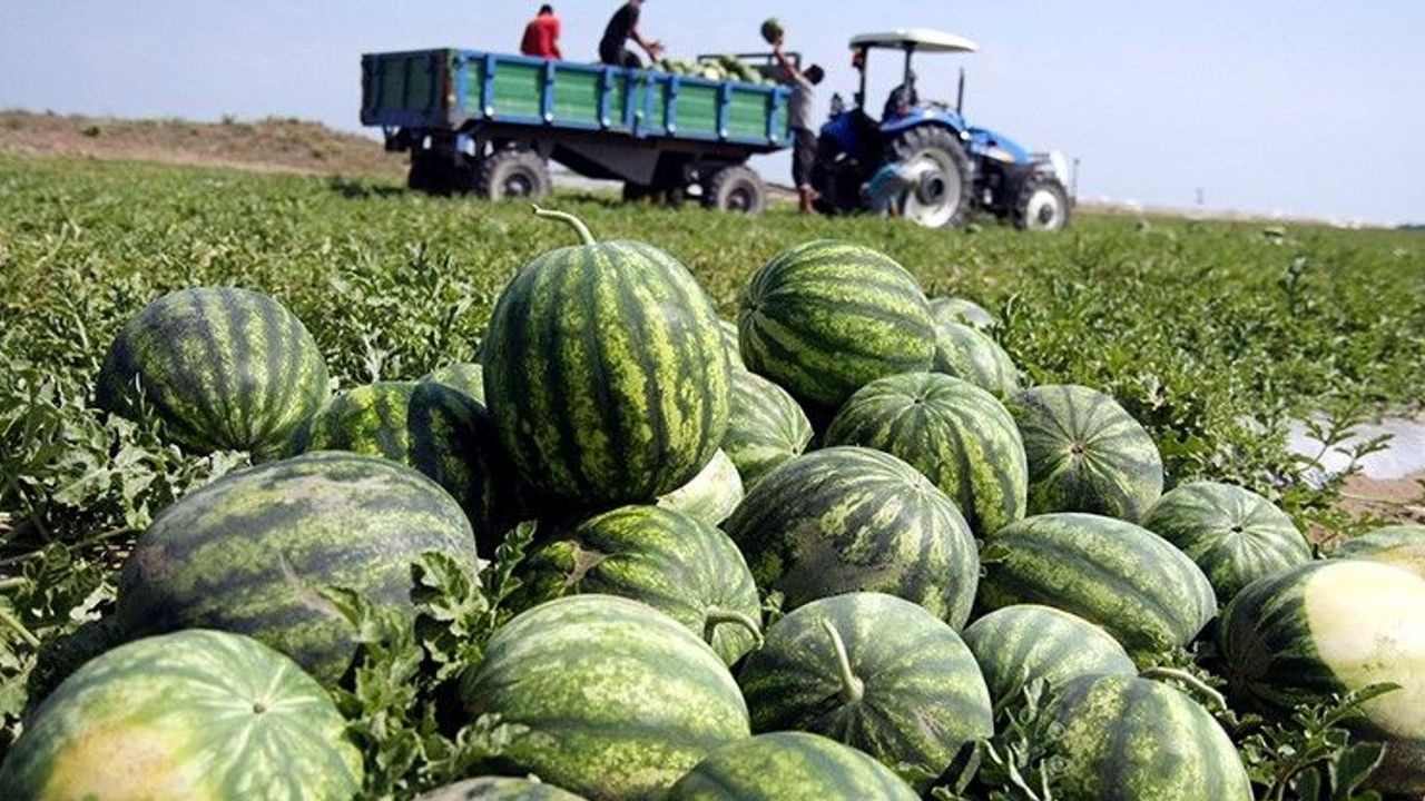 Karpuz üretimi 500 bin tona ulaştı Antalya Körfez Gazetesi