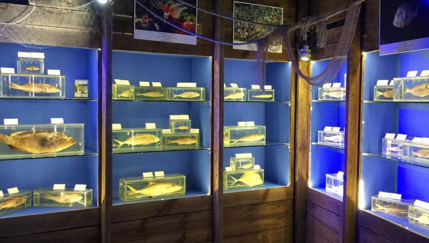 1 Müzede Antalya Körfezi Ve Kentin Kıyılarında Yapılan Bilimsel Çalışmalardan Elde Edilen Doktora Tezi Örnekleri Olan 500'E Yakın Deniz Canlısı Sergileniyor