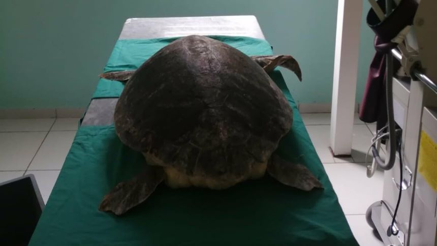 Antalya’da Yaralı Bulunan Deniz Kaplumbağası Tedavi Altına Alındı