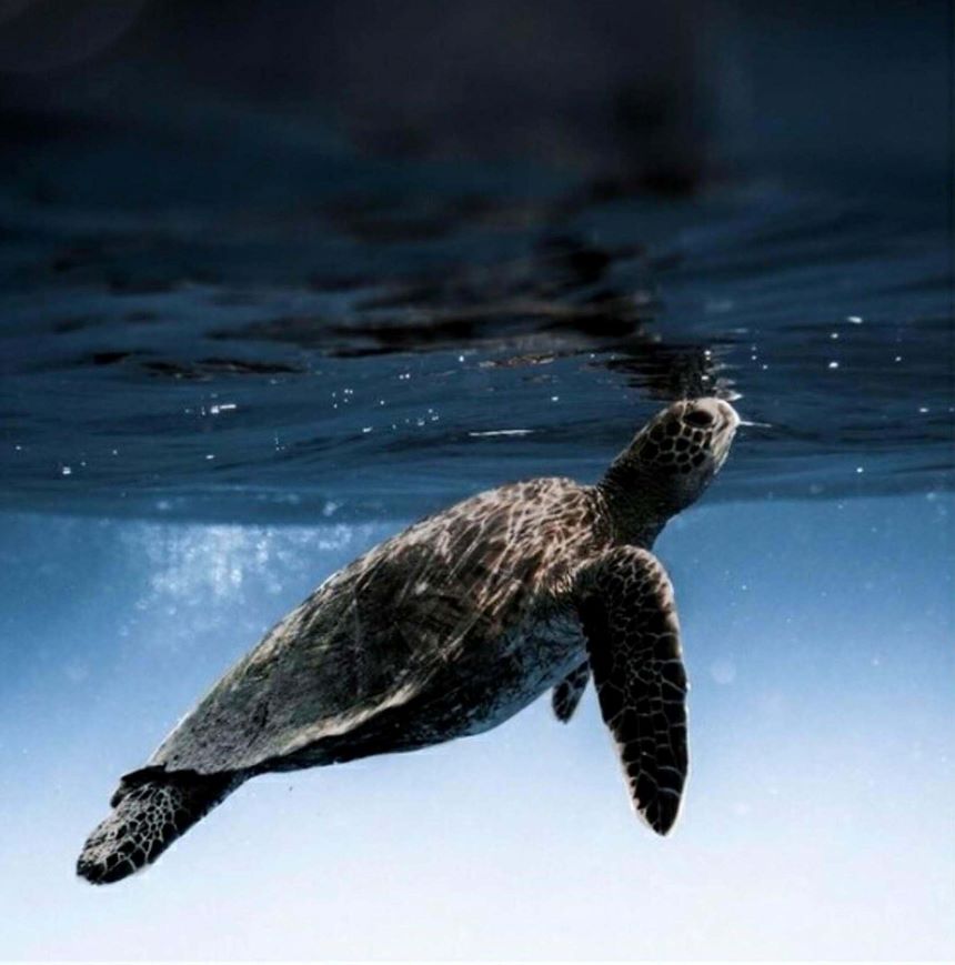Deniz Kaplumbağası Deniz