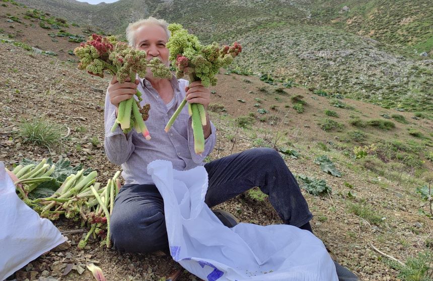 Işkın Bitkisinin Hasadı Başladı