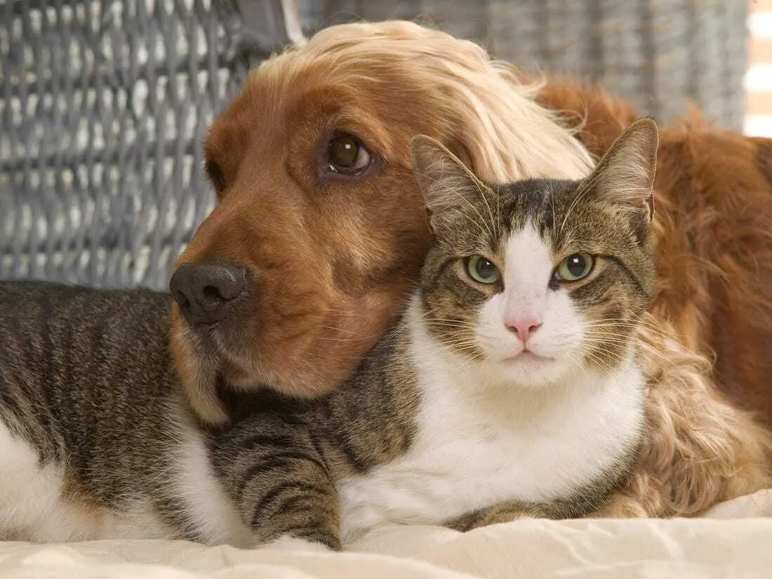 Kedi Köpek Arkadaş