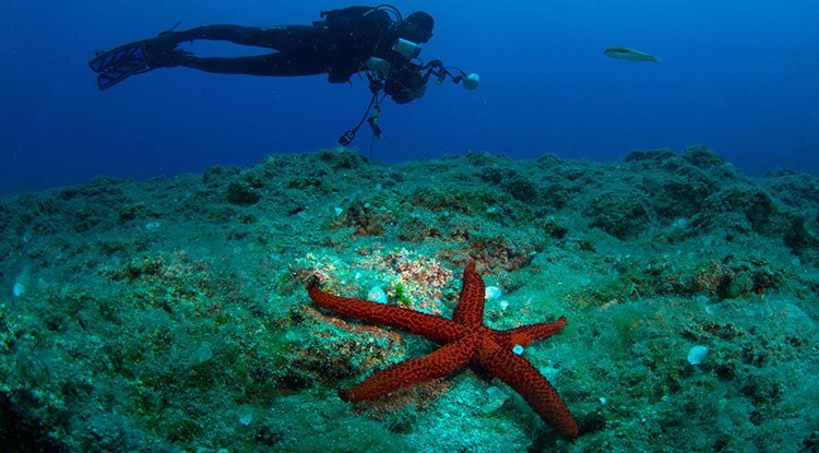 Kemer Sualtı Günleri Dalgıç
