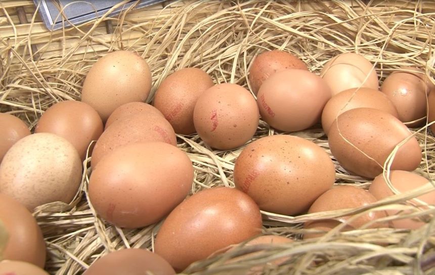 Yumurta Fiyatları Düşüyor