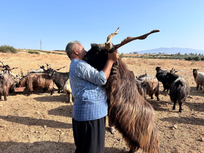 Kurbanlık Satışı