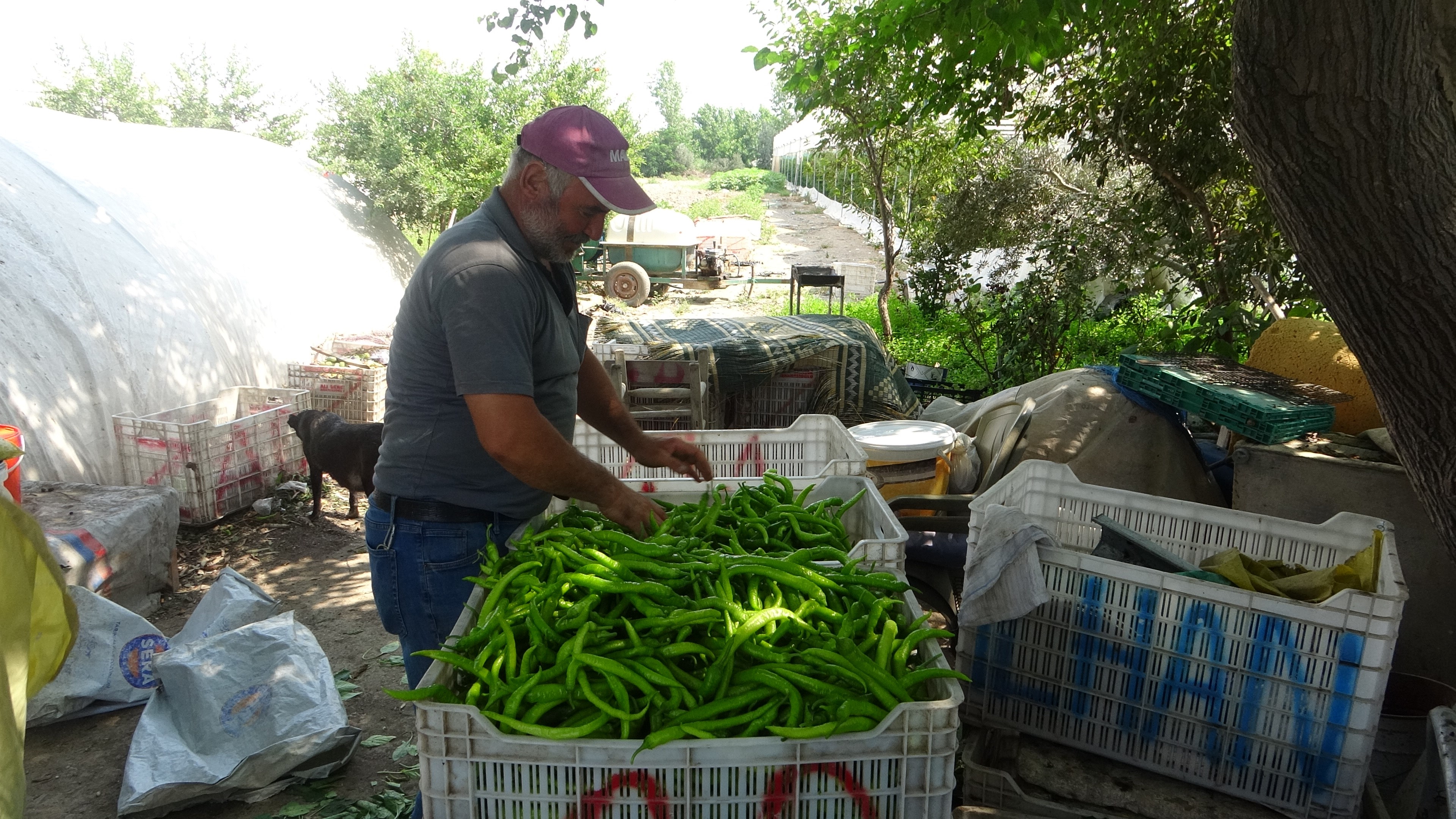 Mersin Sera (2)