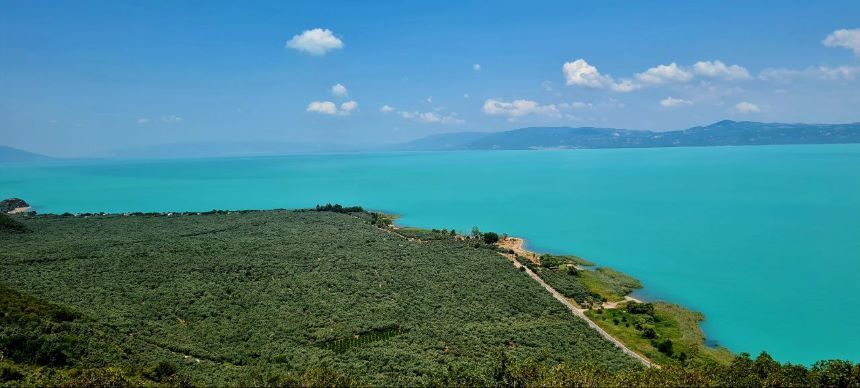 Algler İznik Gölü'nü turkuaza boyadı