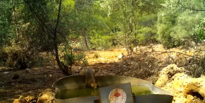 Antalya’da Bu Uygulama Hayvanlara Can Suyu Oldu