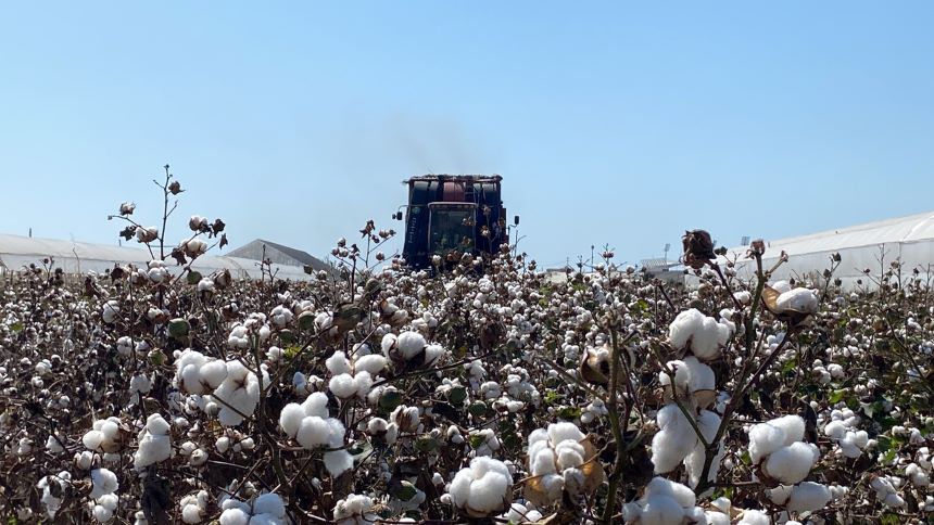 Pamuk Hasadı Antalya