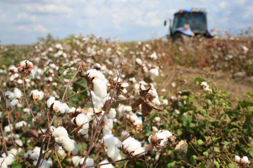 Pamuk Hasadı Başladı Adana