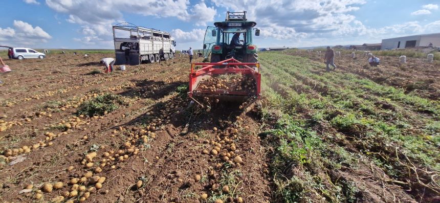 Patates Üretimi Çorum