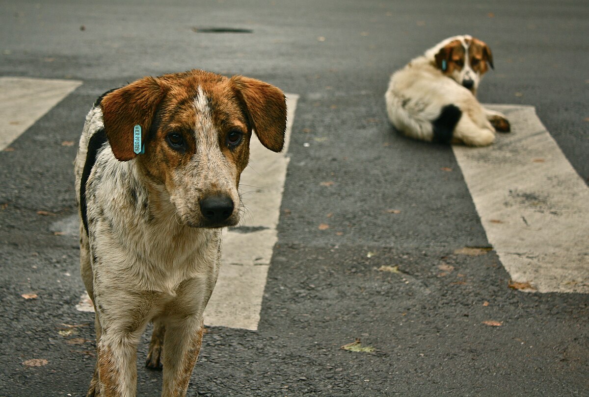 Sokak Hayvanı Köpek