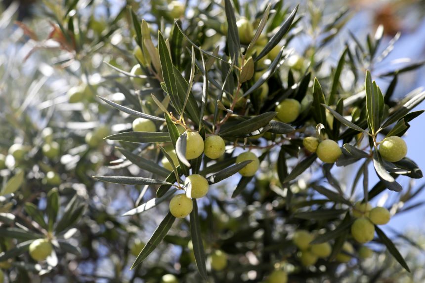 Zeytin Ağaçı