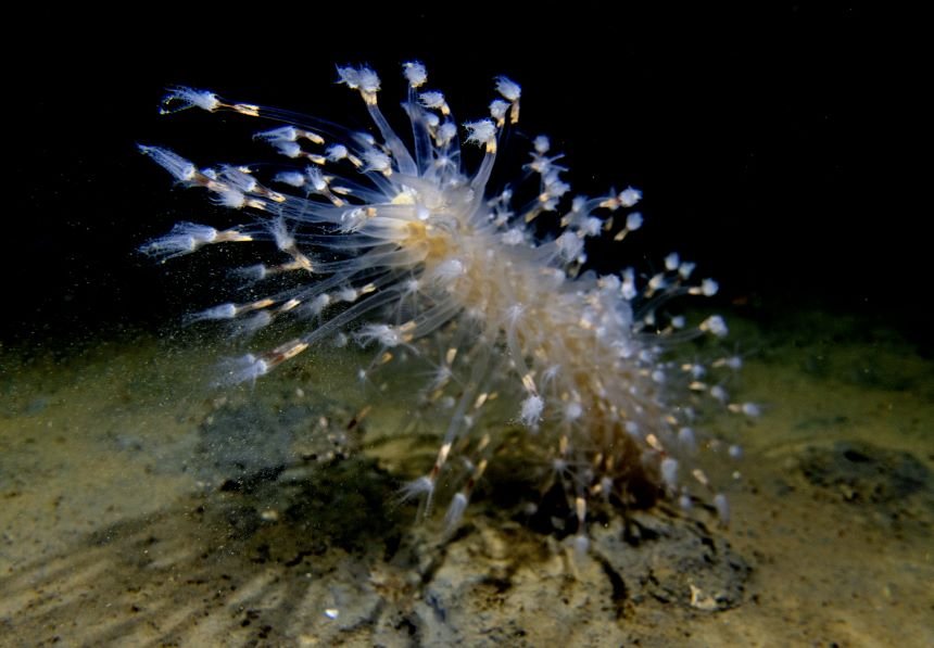 İzmit Körfez’inde renkli görüntüler! Deniz kalemleri suyun 30 metre altında görüntülendi
