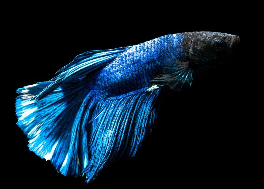 Kavgacı Siyam (Betta) Balıkları güzellikleri ile görenleri büyülüyor