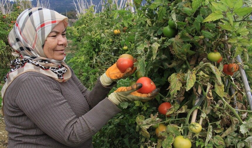 Domates Üreticisi Güz Hasadı Mersin Erdemli Karayakup Köyü 1