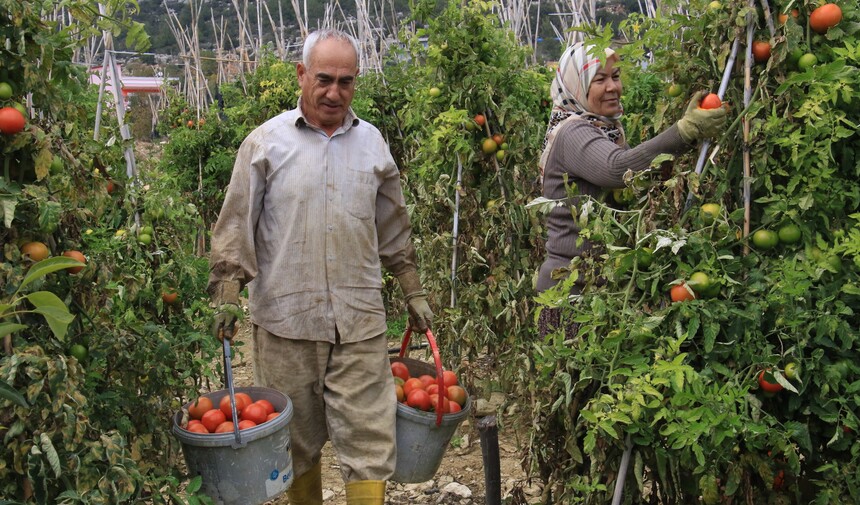 Domates Üreticisi Güz Hasadı Mersin Erdemli Karayakup Köyü 2