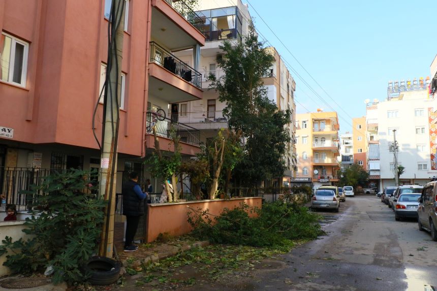 Ağaç Budama