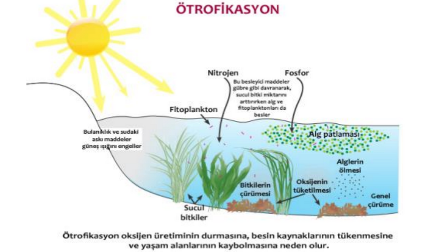 Gölde Ötrofikasyon Süreci (Dr. E