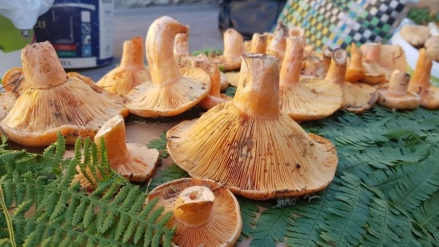 Mantar - Kanlıca (Çıntar) - doğal- pazar