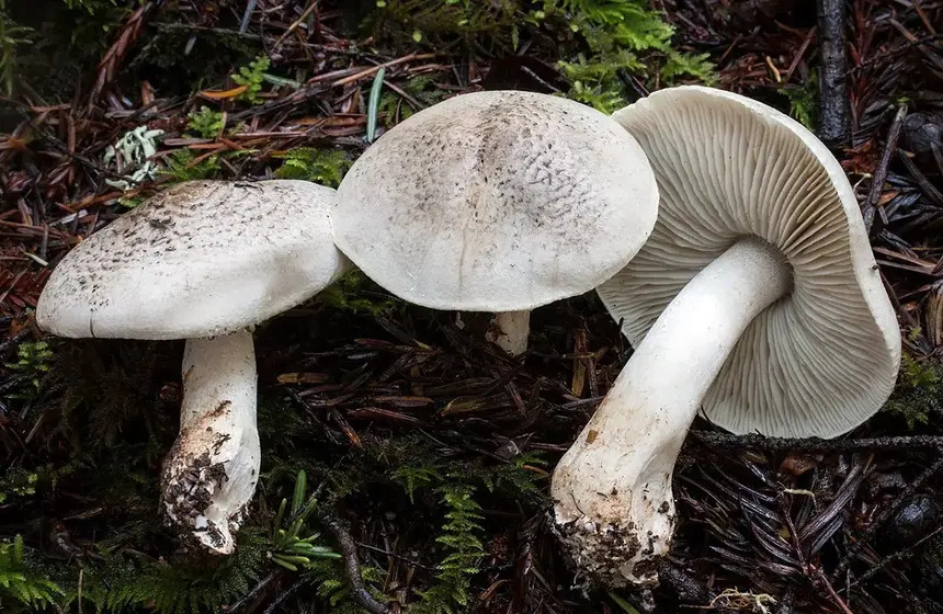 Mantar Zehirli Tricholoma Pardinum