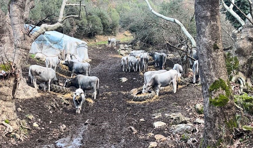 Bursa'da Safkan Boz Dana 1