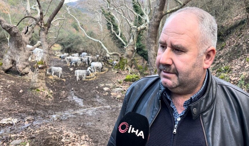 Bursa'da Safkan Boz Danalarını Arayan Muhtar 1