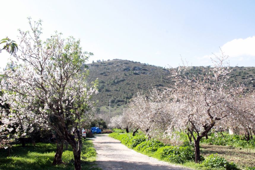 Muğla Badem Ağaçları Çiçek Açtı (1)