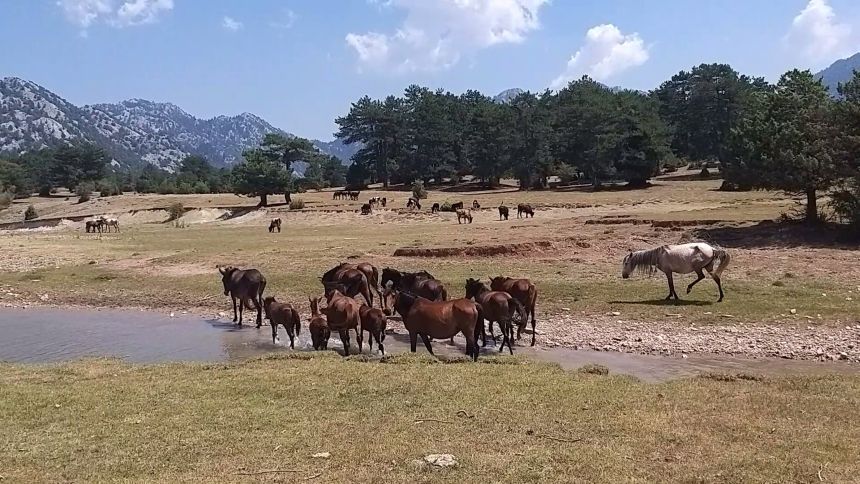 Antalya Yılkı Atları (1)