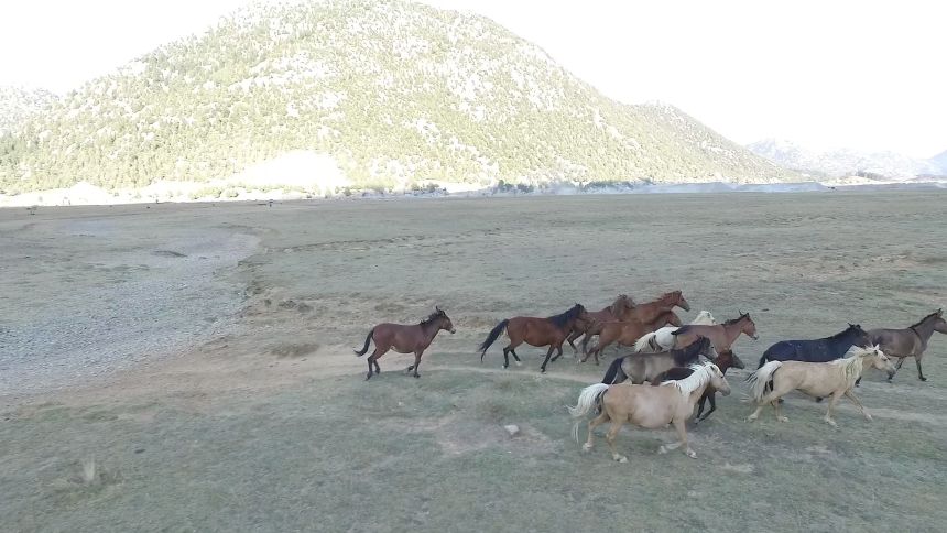 Antalya Yılkı Atları (3)