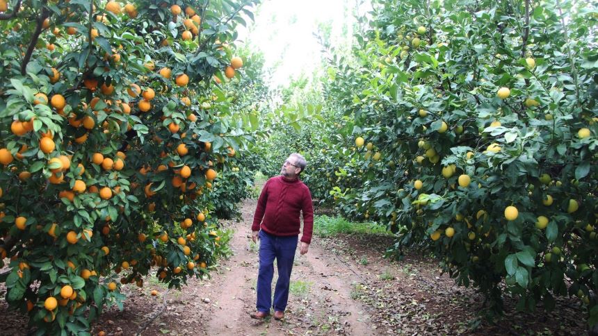 Limon Ağacı