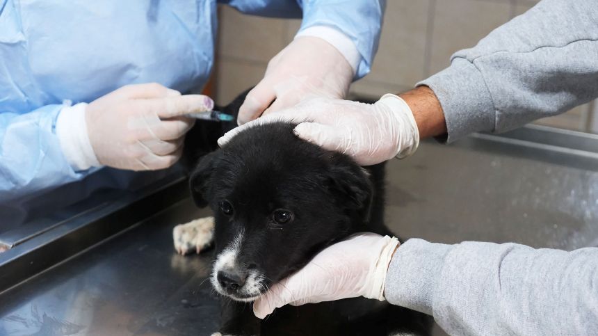 Veteriner Köpek Bakım