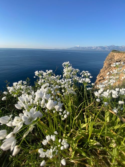 Antalya Falezler Sümbüller (2)