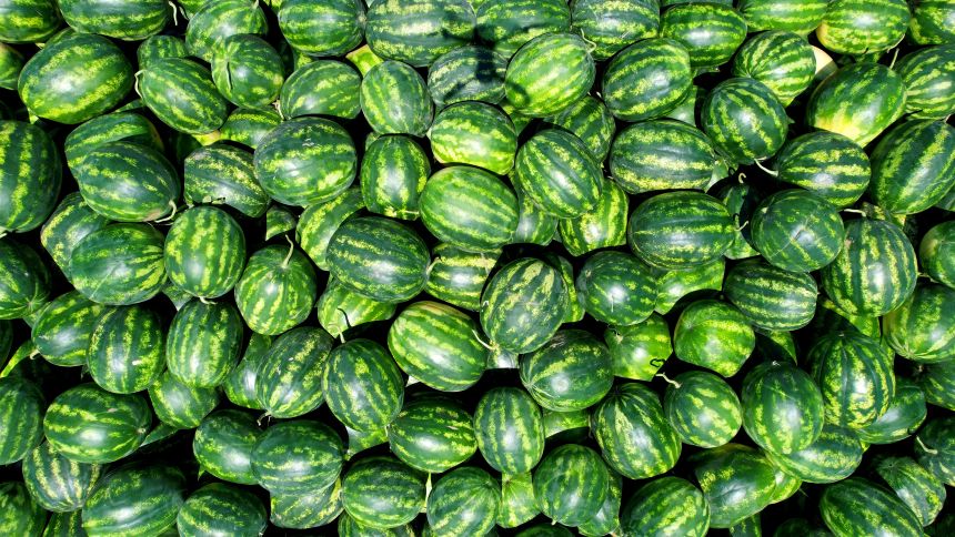Karpuz Hasadı Başlıyor Adana