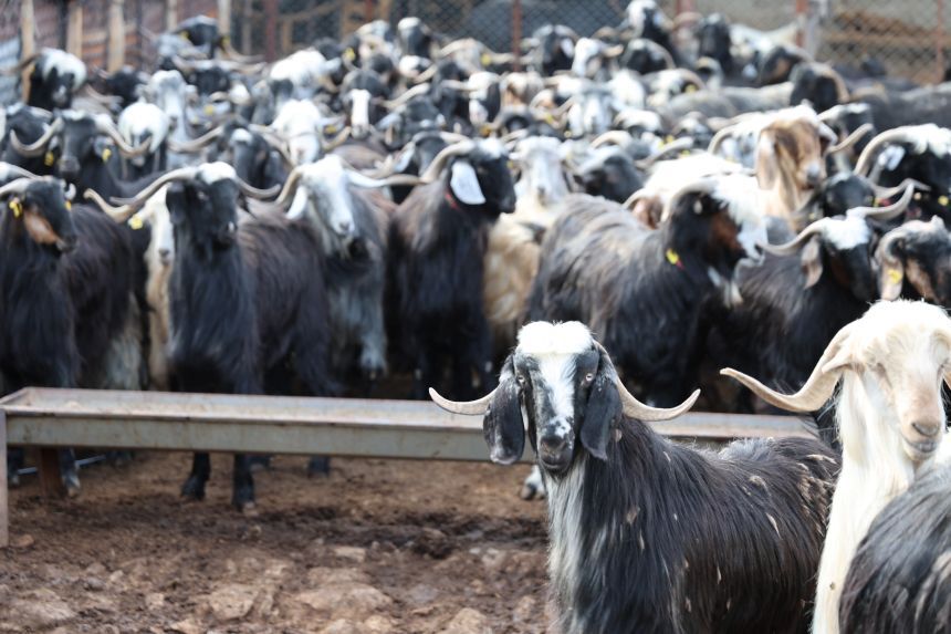 Keçi Küçükbaş Hayvancılık Kurbanlık