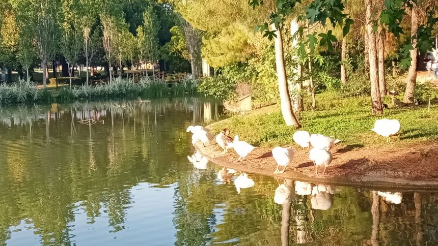 Atatürk Parkı Ördekler (1)