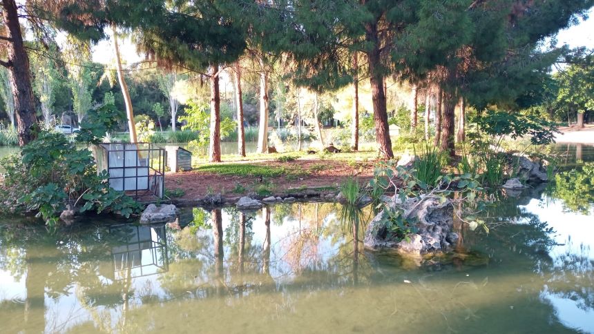 Atatürk Parkı Ördekler (2)