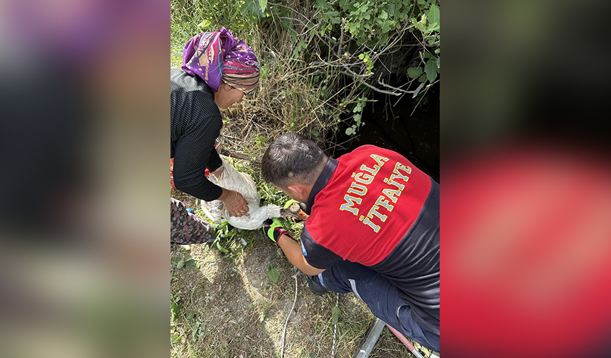 Muğla Ördek Kurtarma
