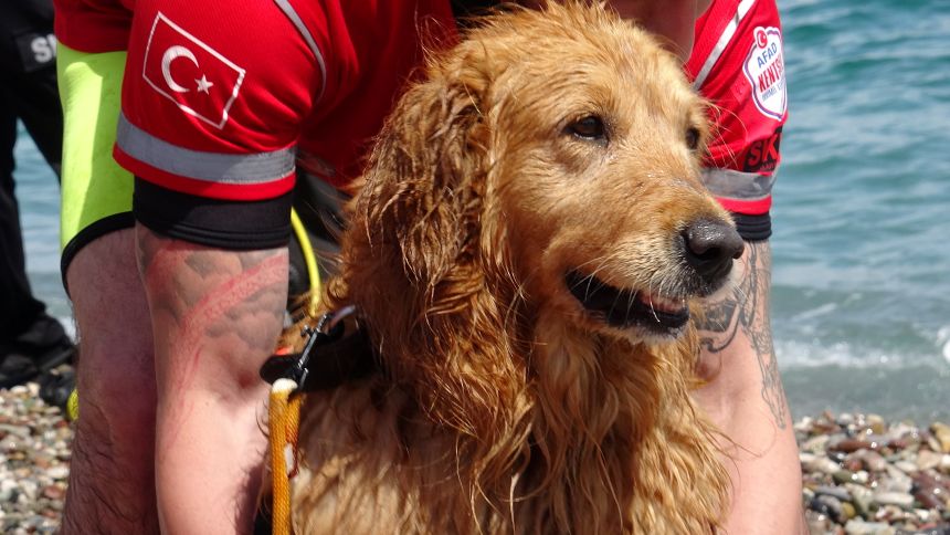 Sualtı Arama Köpeği Zeyna (1)