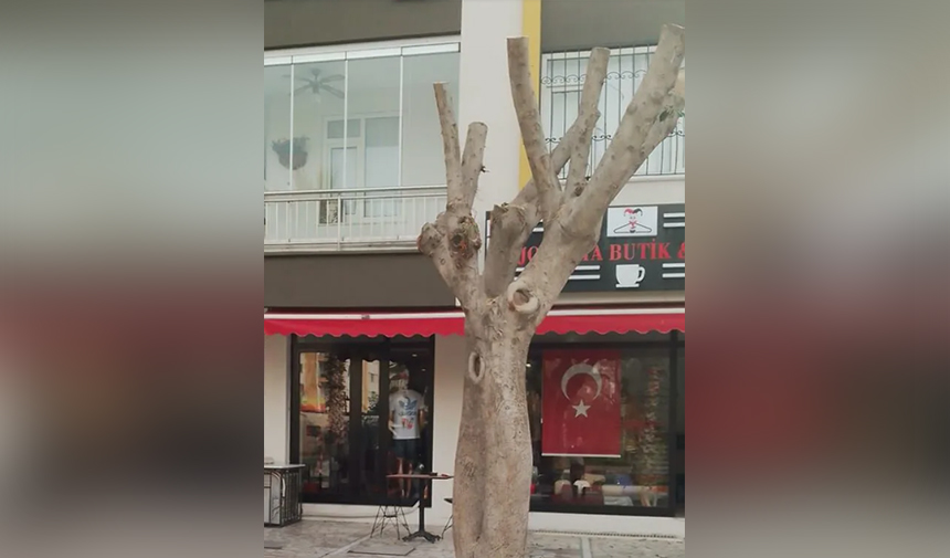 Ağaç Budama Antalya 2
