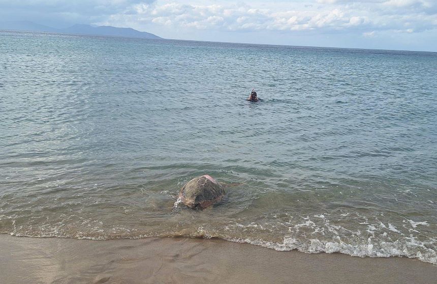 Caretta Caretta İzmir 2