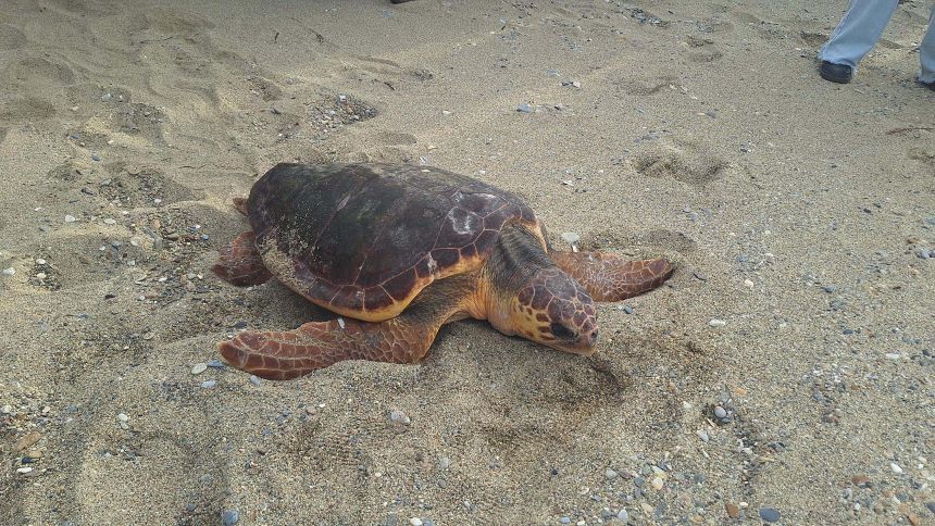Caretta Caretta İzmir