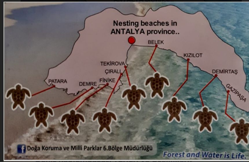 Carettaların Üreme Alanına