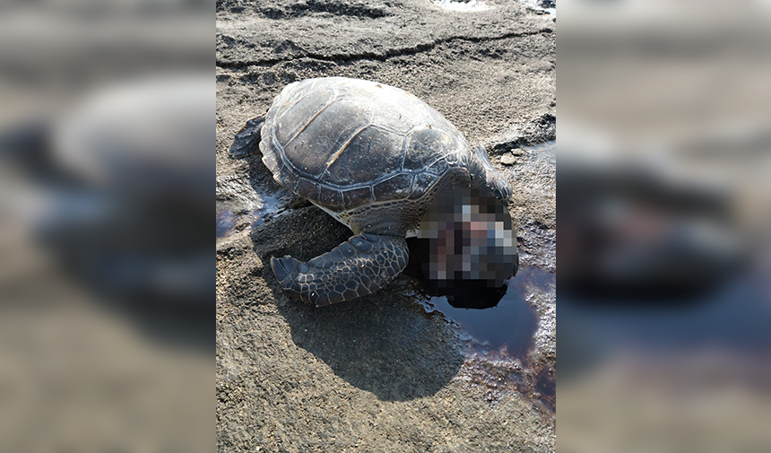 Gazipaşa Kafası Kesilmiş Caretta Caretta 2