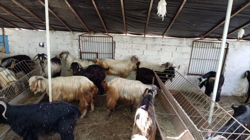 Kurban Pazarı Serik (1)