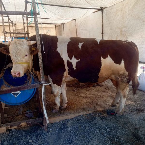 Kurban Pazarı Serik (2)