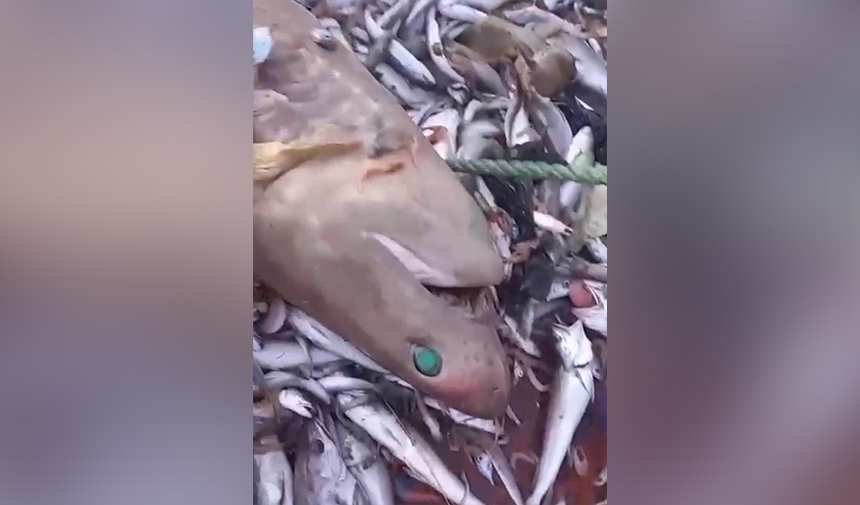 Mersin Köpekbalıkları 2