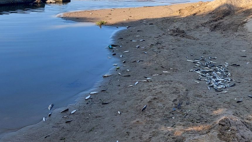 Ölü Balıklar Manavgat