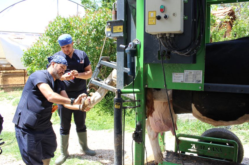 Inek Tırnak Bakımı Antalya Büyükşehir