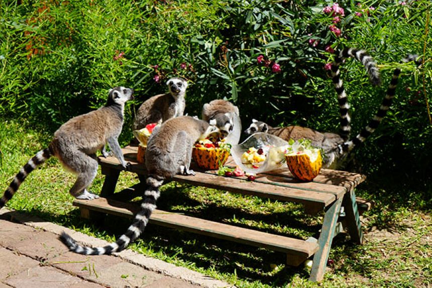 Lemur Buzlu Meyve
